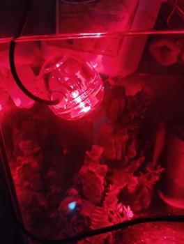 Product Review of Đèn Led Trang Trí Bể Cá - Tự Động Chuyển Màu - Led Mini Lamp ( 1w ) from p**m t**h 1