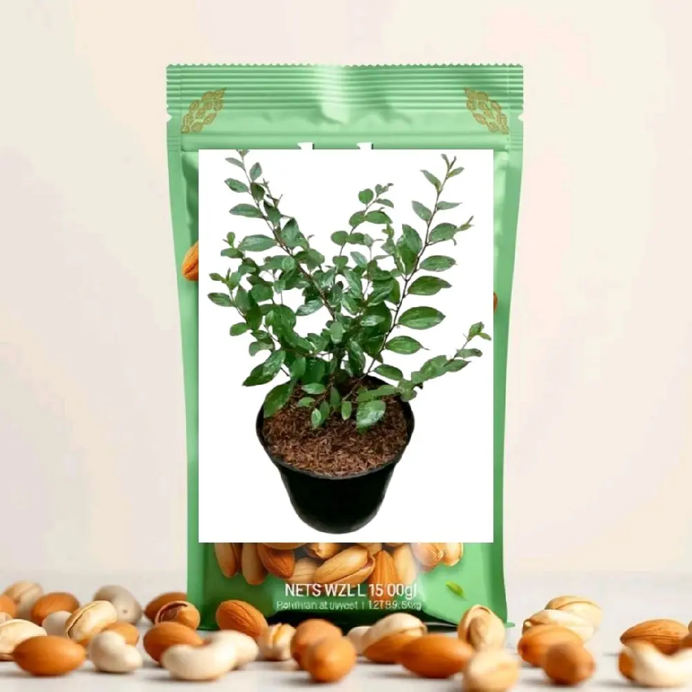Benih Bibit Murah Bidara Arab Asli - Bidara Arab - Ukuran 30/50cm - Bisa untuk ruqyah