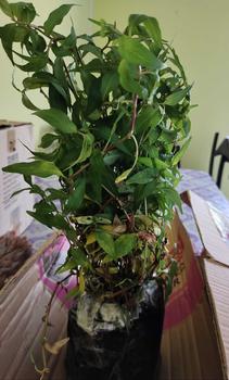 Product Review of SNT / pokok daun kesum / tahan panas / pokok hidup from Z**0 0