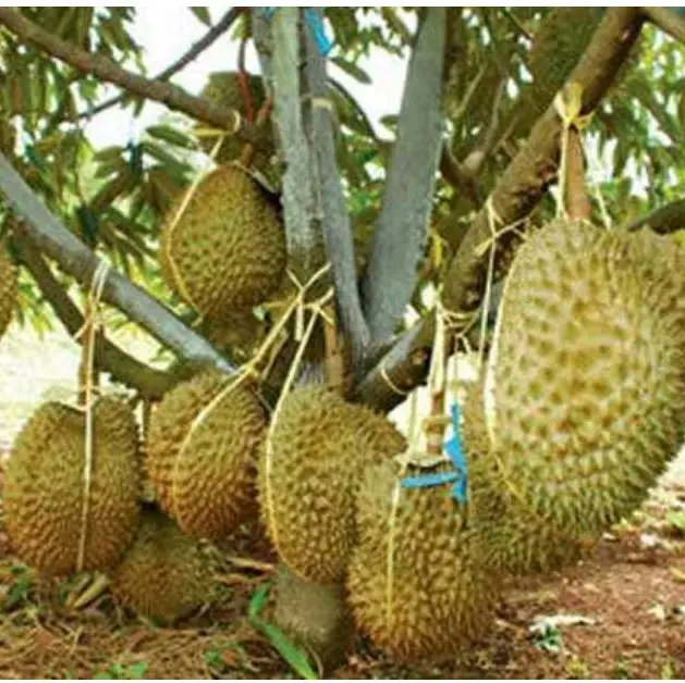 benih durian ( bbt durian montong super )