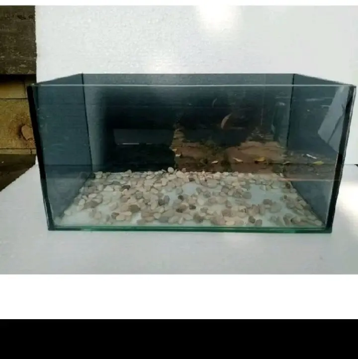 Akuarium ikan chana kaca hitam ukuran 30x15x15 lengkap dengan batu hias