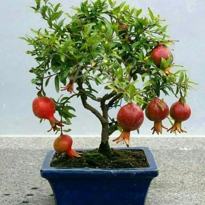 Bibit Tanaman Delima Merah Berbunga