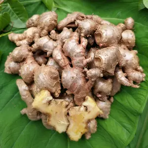 Jahe Merah Herbal Sudah Tua Bersih Tanpa Tanah