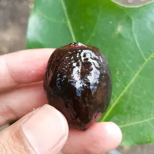Muncang jenis Jayanti ori garut , pasangan mewah / MENTAH