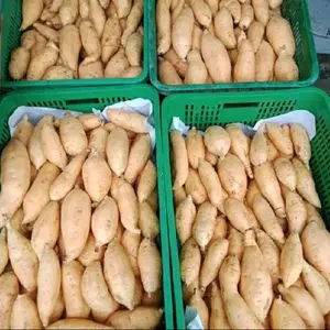 PROMO UBI MADU CILEMBU MINI Berat 1Kg Ubi Madu Wonogiri telo madu Gula Kecombrang  Manis
