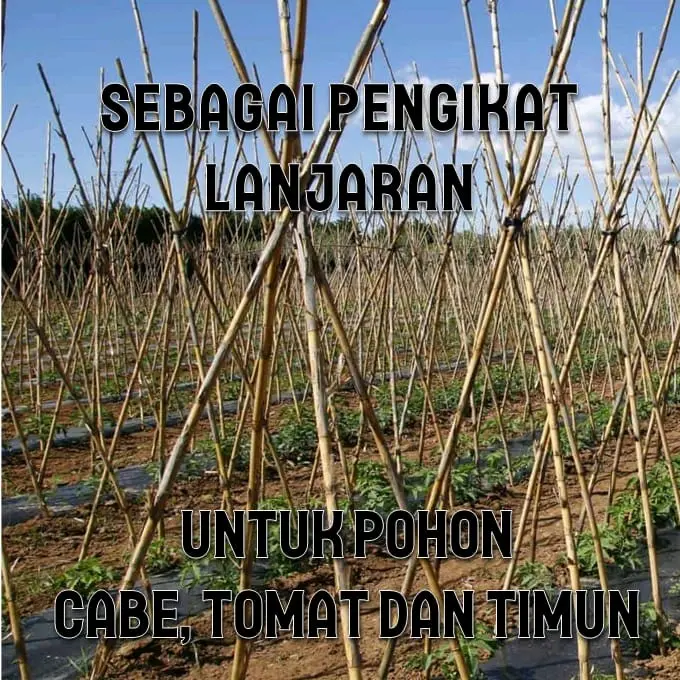 Tali Majun Tali Gawar Lanjaran Pertanian Kuat Elastis Berat 1 Kg 6