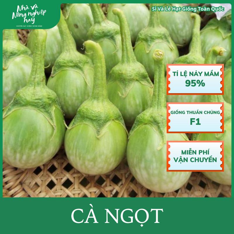 [BAO NẢY MẦM] Hạt giống cà ngọt Thái Lan giòn ngọt sai trái, dễ trồng, năng suất cao, trồng quanh năm - Tỉ lệ nảy mầm cao