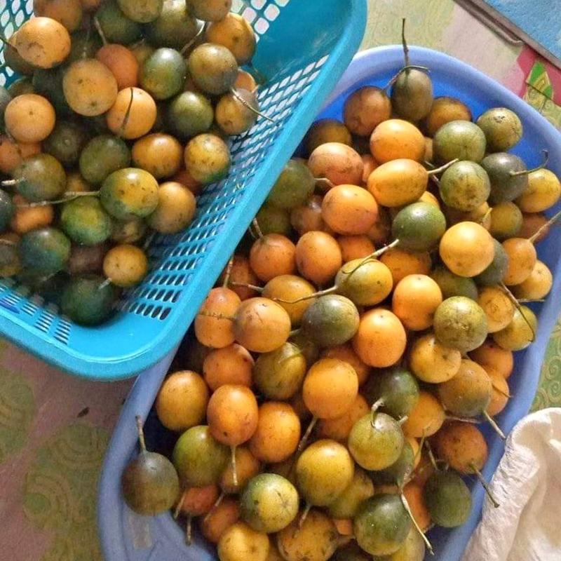 Benih Markisa Madu Konyal - 25 Biji Siap Semai 3