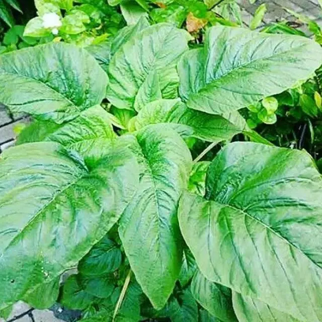 Biji benih bayam raja/bayam penyek bayam raja