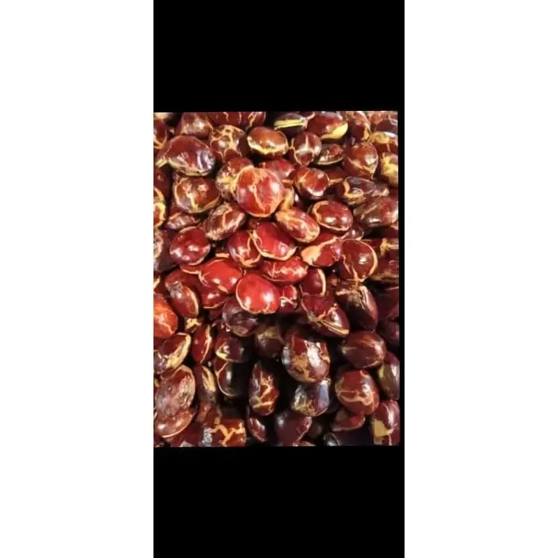 Jengkol Tua/Sepi Super Murag 1Kg Fresh Kecombrang 3
