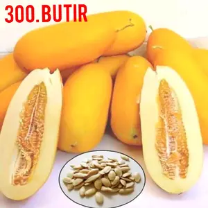 300 BUTIR BENIH TIMUN SURI JUMBO F1 WARNA KUNING