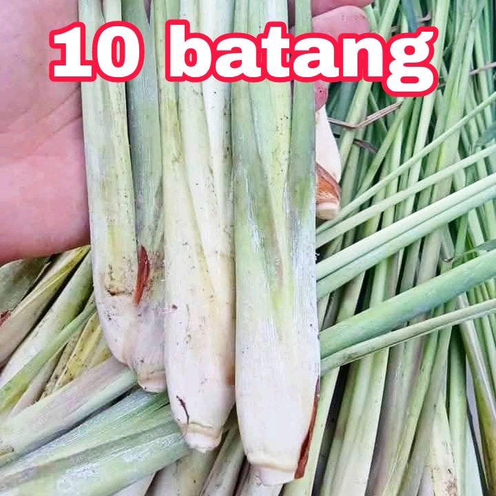 SERAI KAMPUNG 10 BATANG, artificial plants, decorative plants - TikTok ...