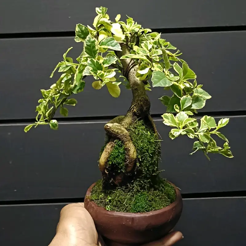 tanaman bonsai mini khusus link co untuk live 2