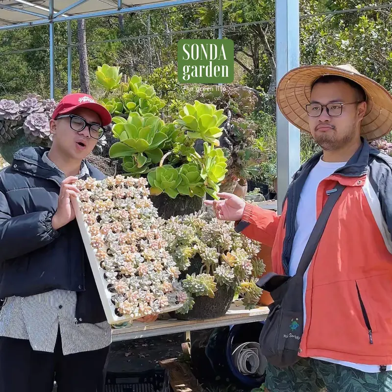 Sen đá pink gem mini 40 cây tặng kèm 1kg đất và 20 lá mầm sen đá khác loại SONDA garden 3