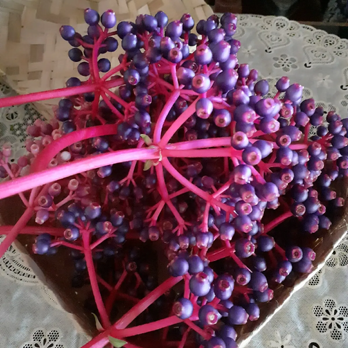BUAH PARIJOTO MURIA 100 GRAM chia seed