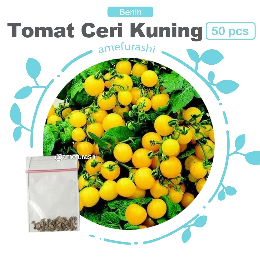 Benih Biji Sayur Seledri Benih Biji Termurah Unggulan dan Berkualitas Benih Biji Sayur Seledri Benih Biji Termurah Unggulan dan Berkualitas