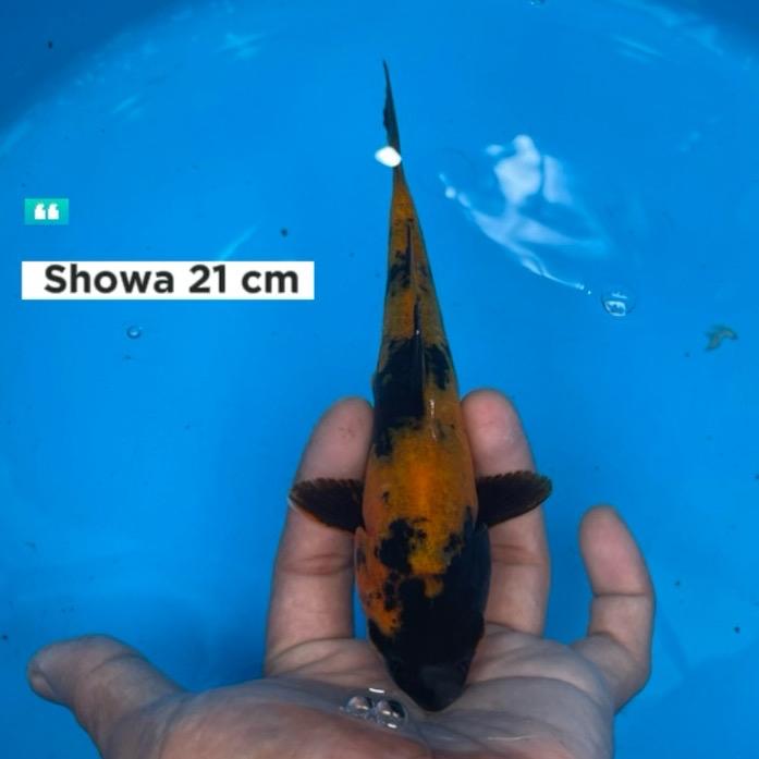 Gambar ikan koi Blitar / cemani farm / Showa 014 dari cemani farm koi Kota Administrasi Jakarta Selatan Tokopedia