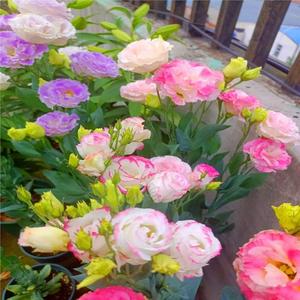 Floración Prolongada Para Decoración Hogar Elegantes Duraderas 500 Granos Semillas Eustoma Mezclado