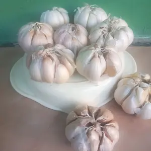 Bawang Putih  Sinco 1Kg Fresh Bersih Semi Tangkai Kualitas Kering Rempah Garlic bumbu dapur