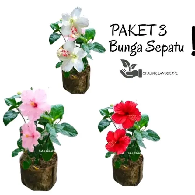 paket hemat 3 tanaman bunga sepatu / kembang sepatu