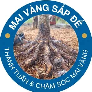 Mai Vàng Sắp Đế