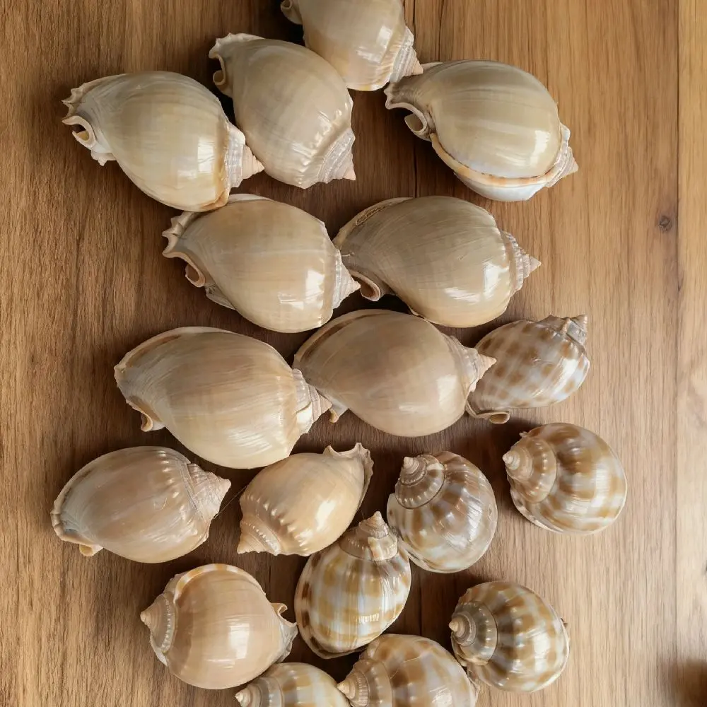 Cangkang kerang laut tona