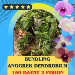 Anggrek Murah Bandung - Bundling Dendrobium Berbunga 150 K Dapatkan 2 Dengan Kualitas Terbaik Sesuai Standar Internasional