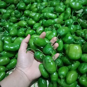 Cabe Gendot 1kg Cabe Viral Siap Kirim Stok Tersedia