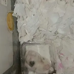 TOSAND Pasir Mandi 600gr Hamster best Seller