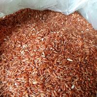 Gambar beras merah organik "Pondok Alam" 5 kg dari Pondok Alam Kab. Sleman 4 Tokopedia