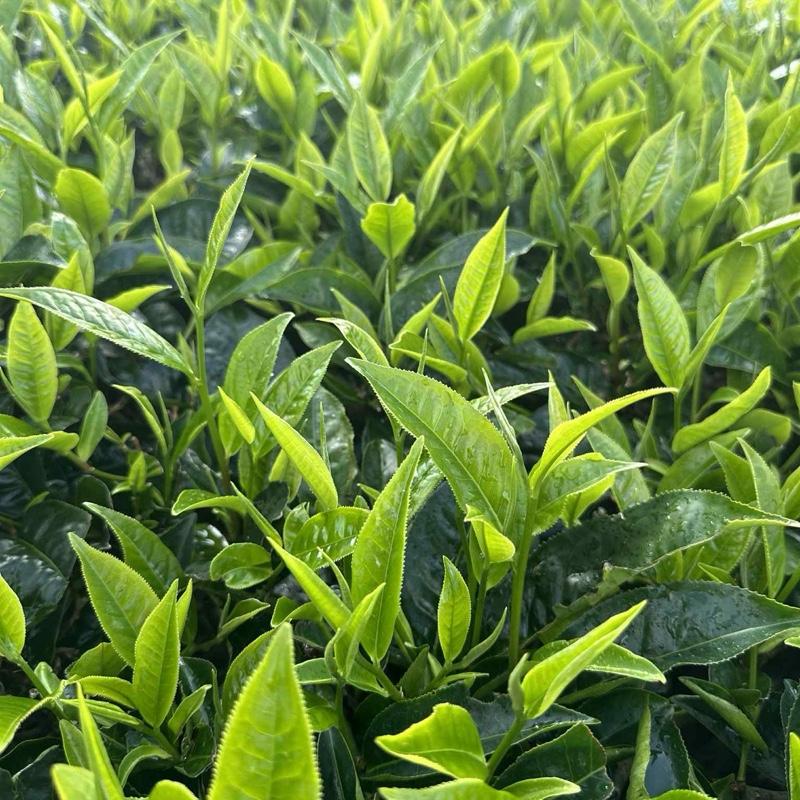 Trà shan tuyết 1 kg nguyên hương nguyên vị