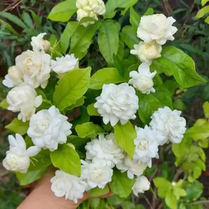 Bunga Melati Tuscy Aroma Harum wangi Segar Bibit melati Tumpuk bulat