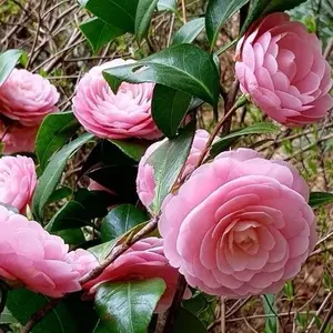 bibit bunga camelia japonica - kamelia
