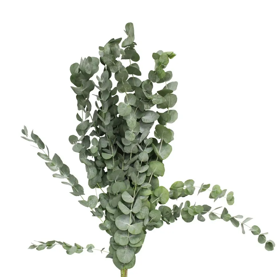 Eucalyptus Cinera - Per Stalk