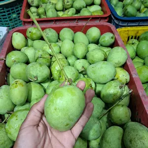 Mangga Jawa Telur Ukuran Sedang Asem Seger Fresh - Buah Segar dan Segar