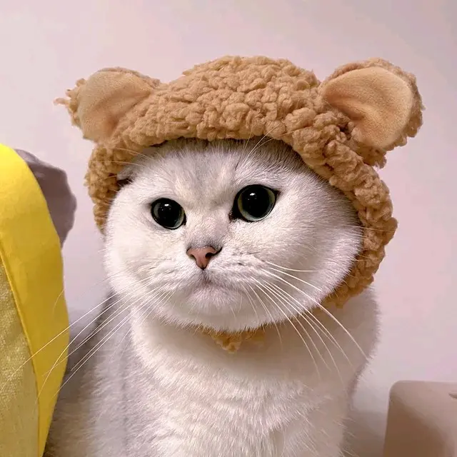 BABE PETSHOP Topi Lucu Kucing Anjing Topi Beruang Panda Kelinci Bunny hat Pet bear hat Kostum Aksesoris Topi Beruang Kelinci Bando Topi Beruang Pet bunny Hat singa 7