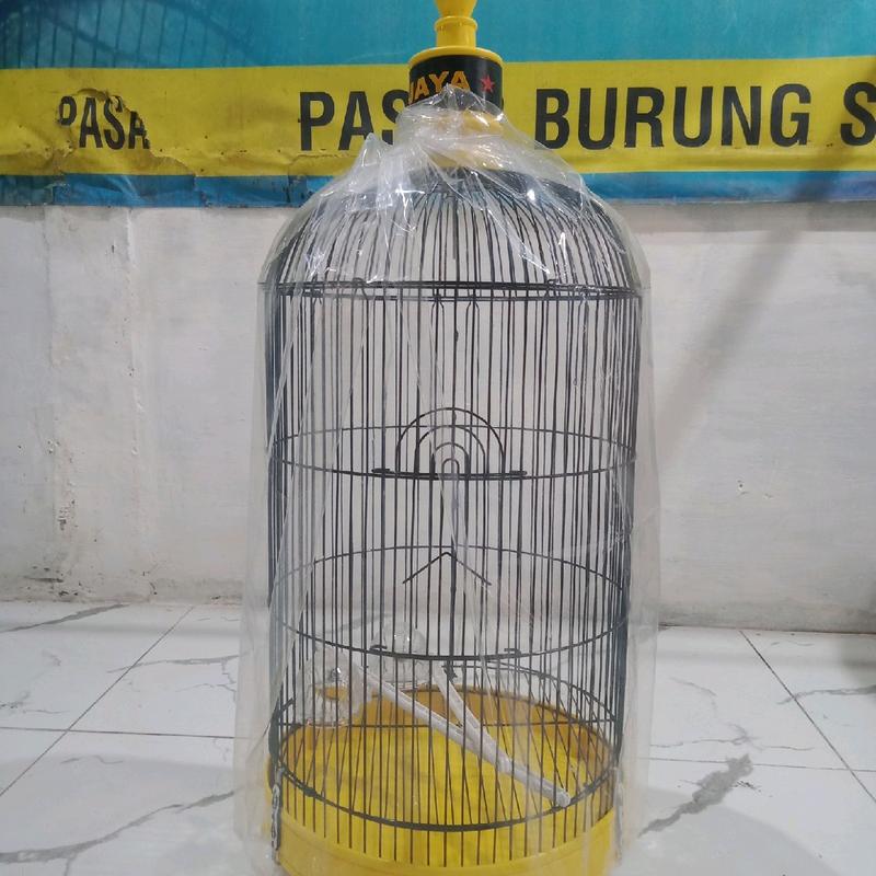 sangkar levebird oriq jaya vpc poloss bahan tebel ukuran lebar 33x33cm pengiriman seruruh indonesia 7