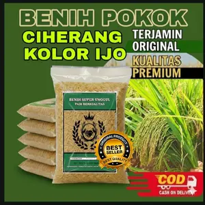 BENIH PADI CI HERANG KOLOR IJO UNGGUL 5kg KUALITAS
