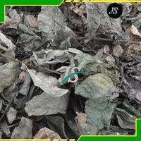 Gambar Daun Keji Beling Kering 500grm Pecah Beling dari Jayashoope09 Kab. Bandung Barat 2 Tokopedia