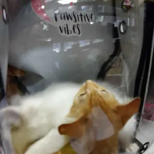 Tas Astronot Kucing Anjing ORIGINAL 100% (BERGARANSI) | Tas Transparan | Pet Cargo | Tas Anjing Kucing Murah | Tas Ransel Hewan atau Travel Bag Nyaman dan Anti Air Cat Bag Pet Bag - Tas Kucing Jumbo - Pet Cargo Astronot - Tas Gendong Kucing