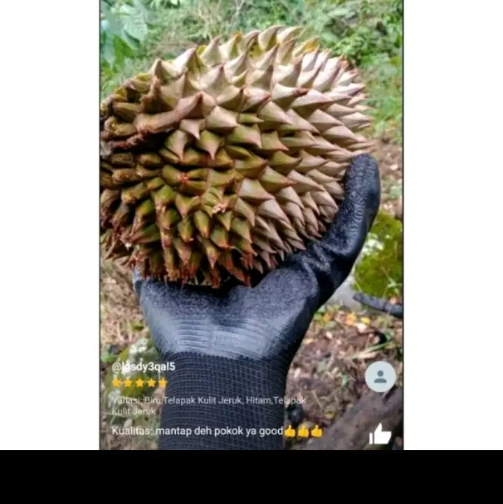 SARUNG TANGAN KARET LUPO ANTI CUTTING SARUNG TANGAN KARET 2