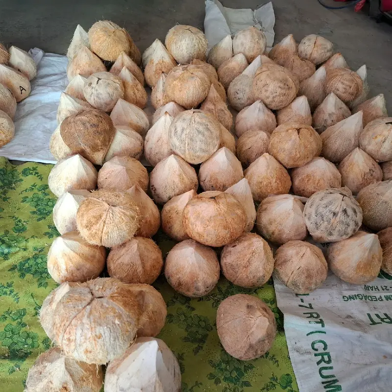 Kelapa kopyor asli lumajang grade C 1