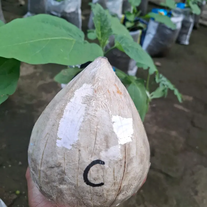 Kelapa kopyor asli lumajang grade C 0