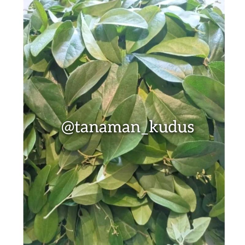 artificial 100 daun cincau jelly tanpa bulu., cincau rambat (tanpa bulu) lansung metik 0