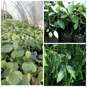 tanaman bibit lada perdu kualitas unggul