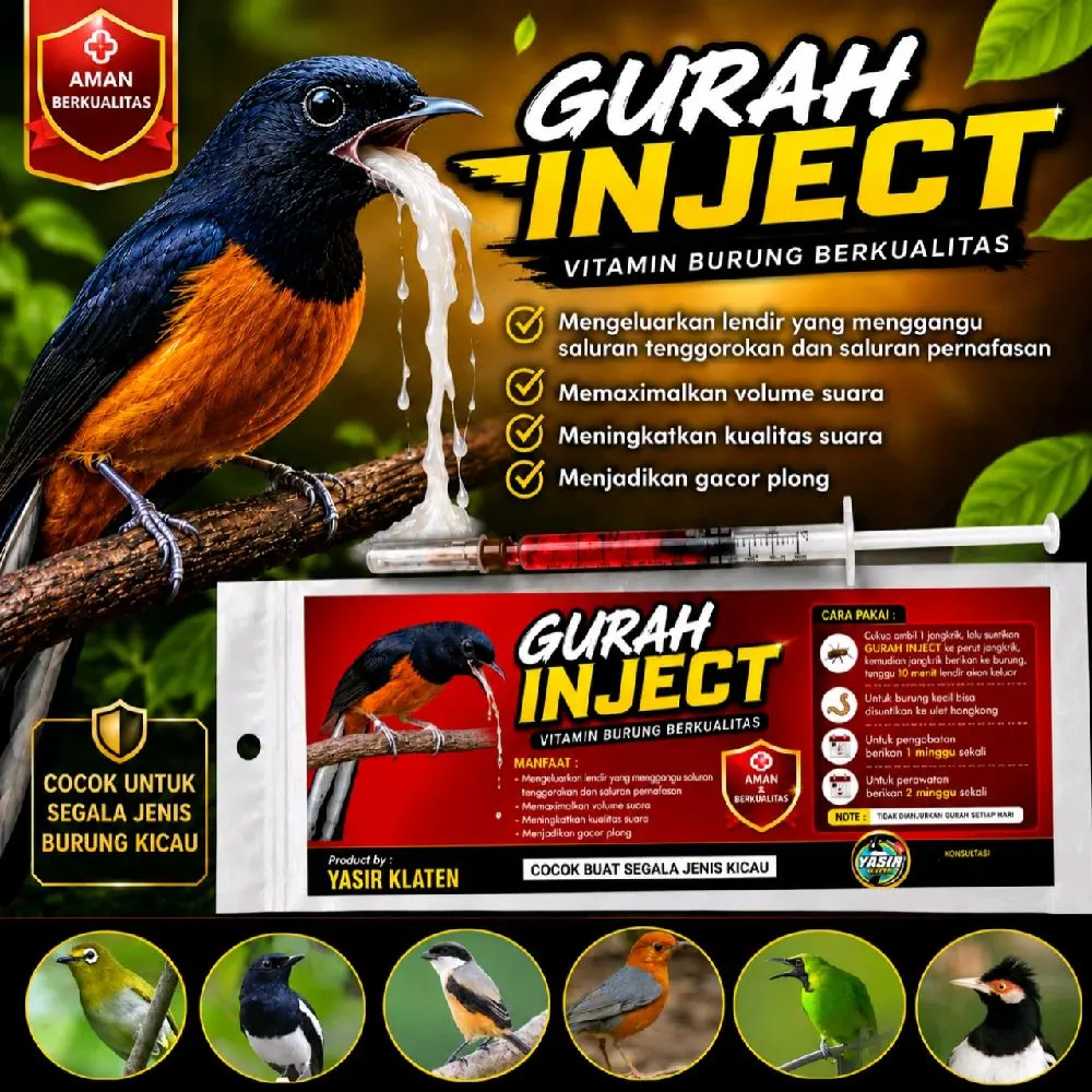 GURAH INJECT 10menit lendir keluar | mengobati burung suara berat atau serak