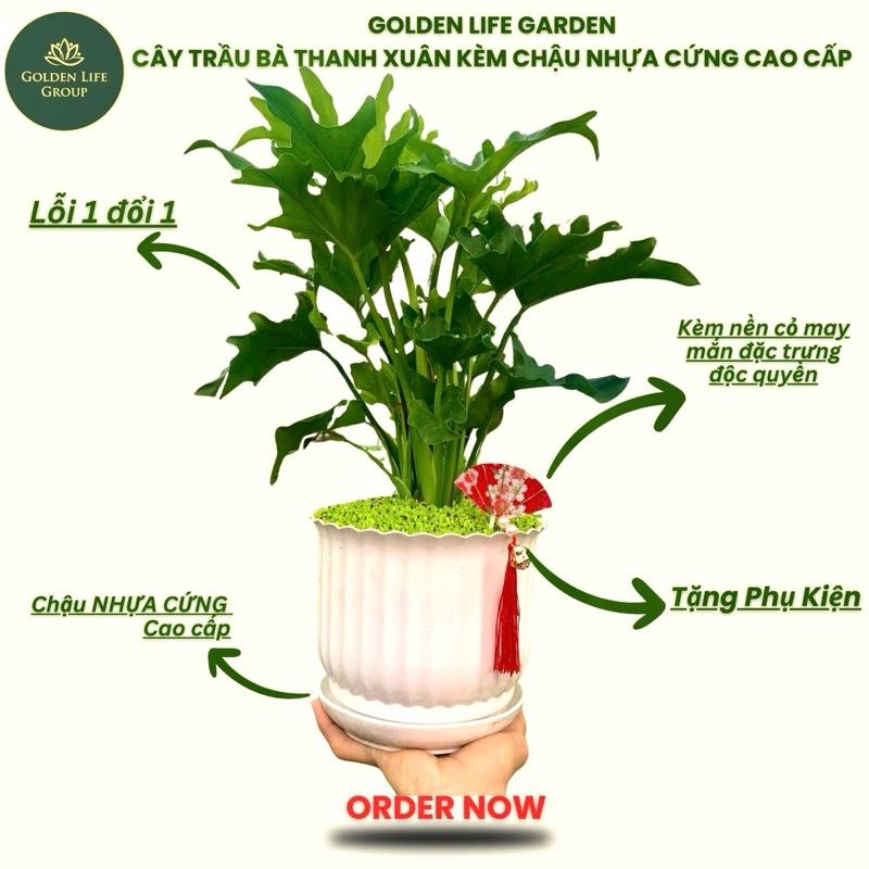 Cây Trầu Bà Thanh Xuân chậu Nhựa Cứng màu trắng kèm phụ kiện trang trí nhà cửa decor văn phòng cửa hàng công ty. Cây phong thuỷ để bàn. Cây phong thuỷ mini