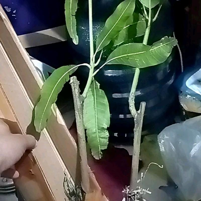 bibit tanaman mangga madu manalagi hasil okulasi  stok selalu tersedia 2