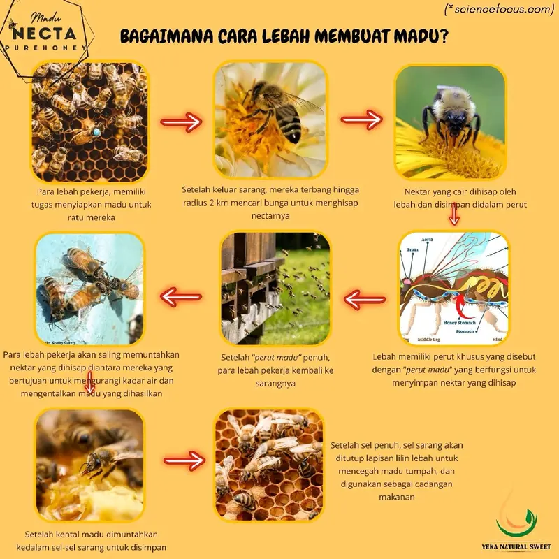 Madu Randu / Madu Necta Purehoney RANDU / Ceiba Pentandra Honey / RAW Honey / Madu Murni / 100% Madu Alami / Asli / RANDU 3