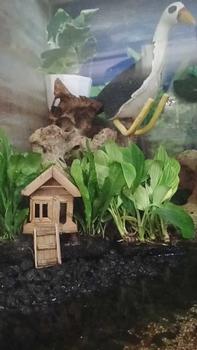 Product Review of tanaman miniatur rumah tanaman sintetis hiasan akuwarium from I**i 0